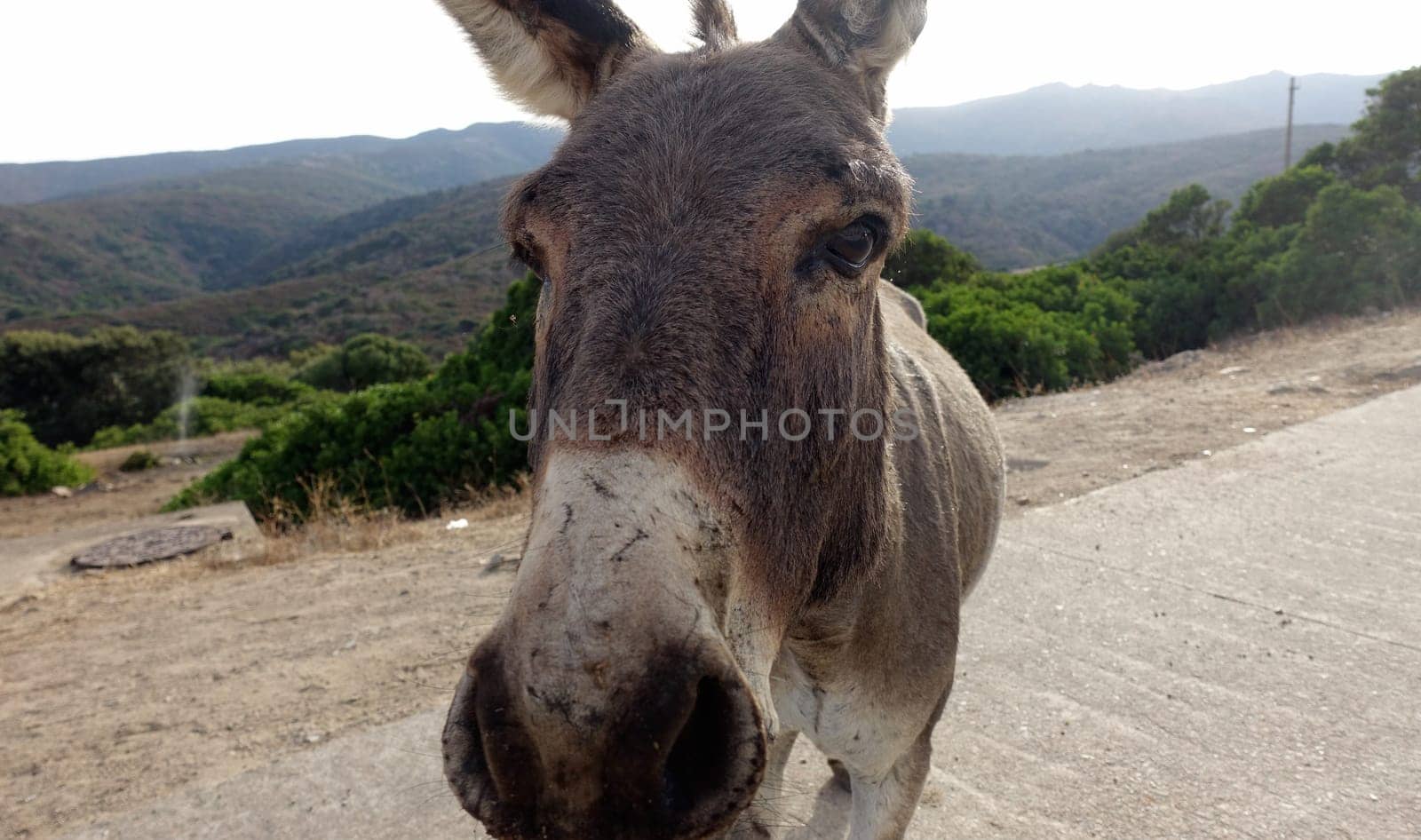 A wild donkey wanders the streets of the village. by Jamaladeen