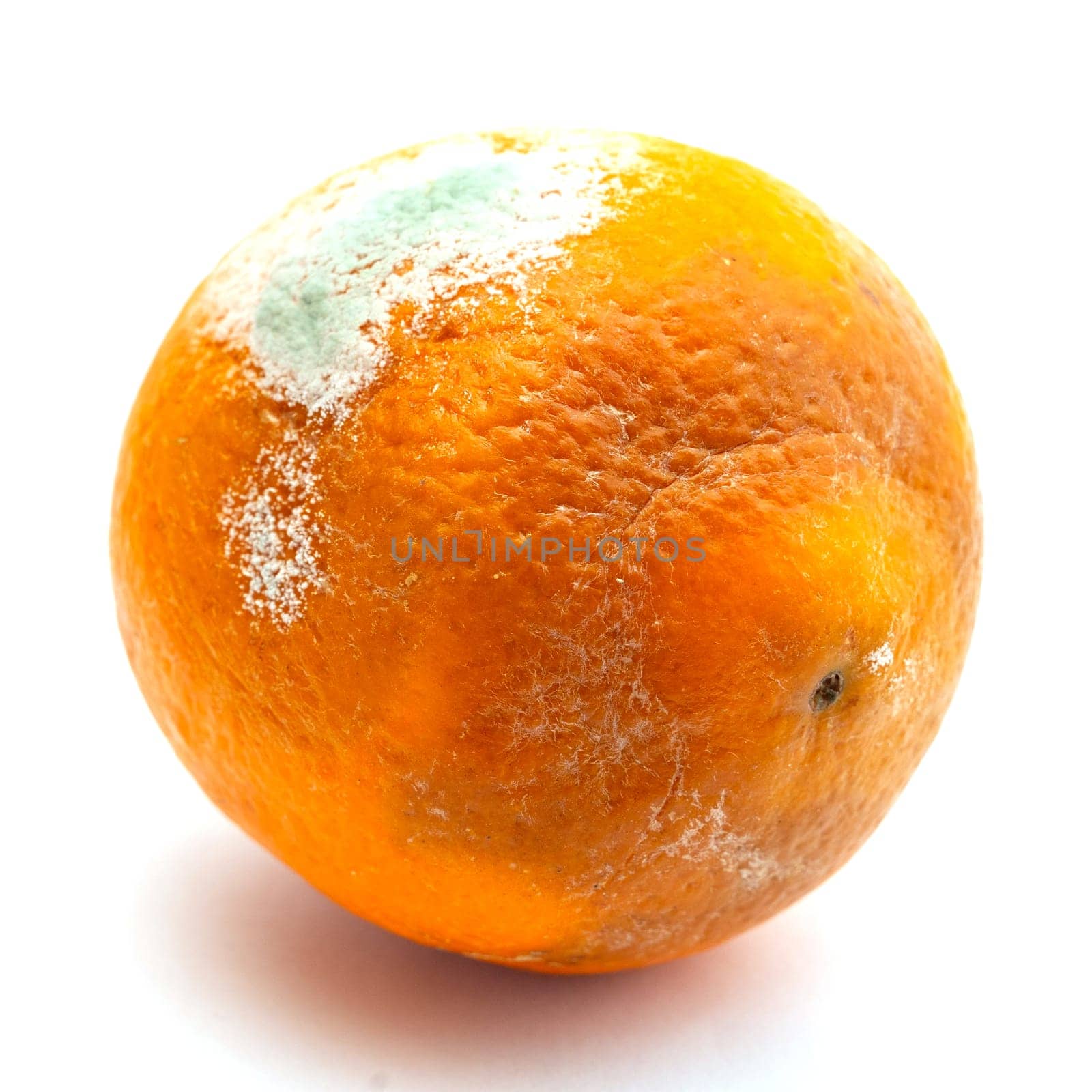 Orange orange covered with white mold by Serhii_Voroshchuk