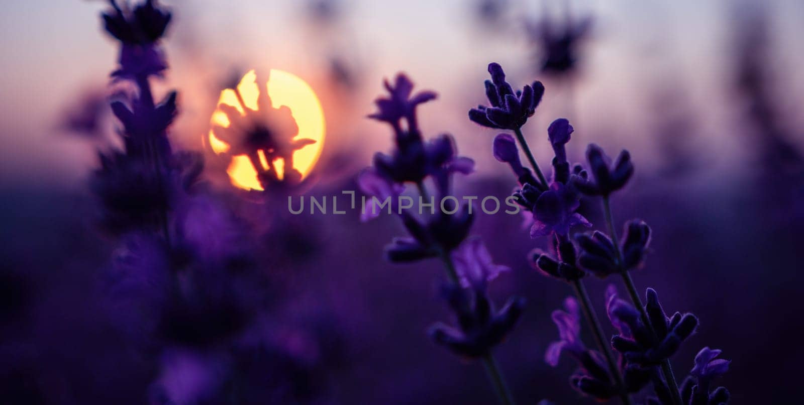 Lavender flower background with beautiful purple colors and bokeh lights. Blooming lavender in a field at sunset in Provence, France. Close up. Selective focus. by panophotograph