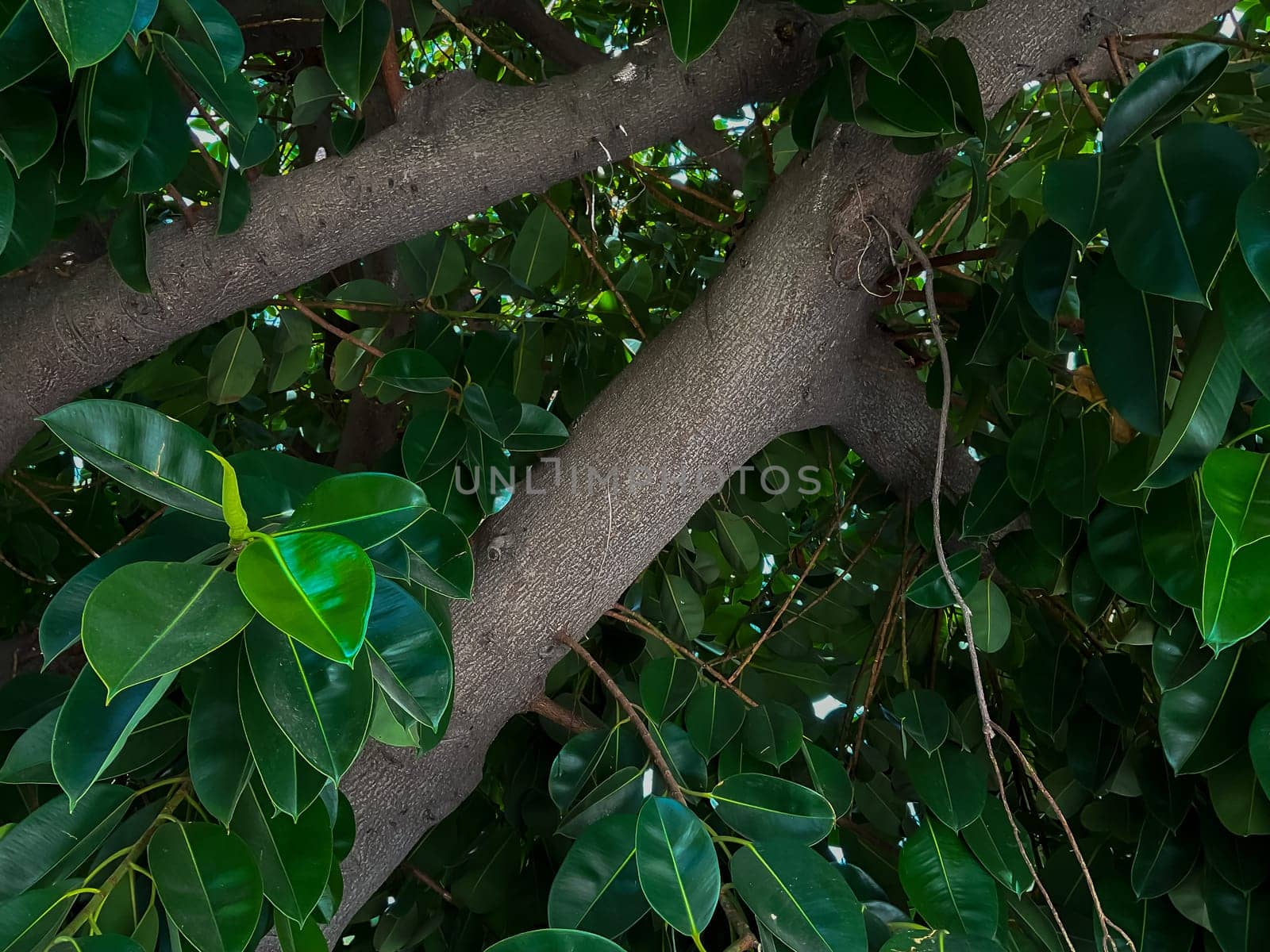 Ficus tree with young green leaves. Natural tropical tree background by Lunnica