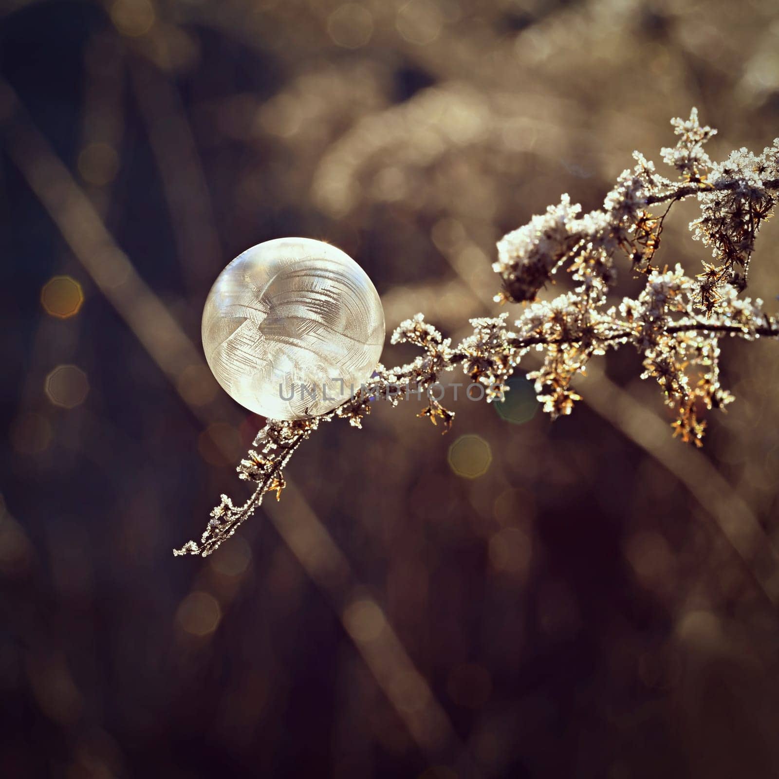 Frozen bubble in nature. A beautiful macro shot of nature in winter. Concept for environment, water and frost. by Montypeter