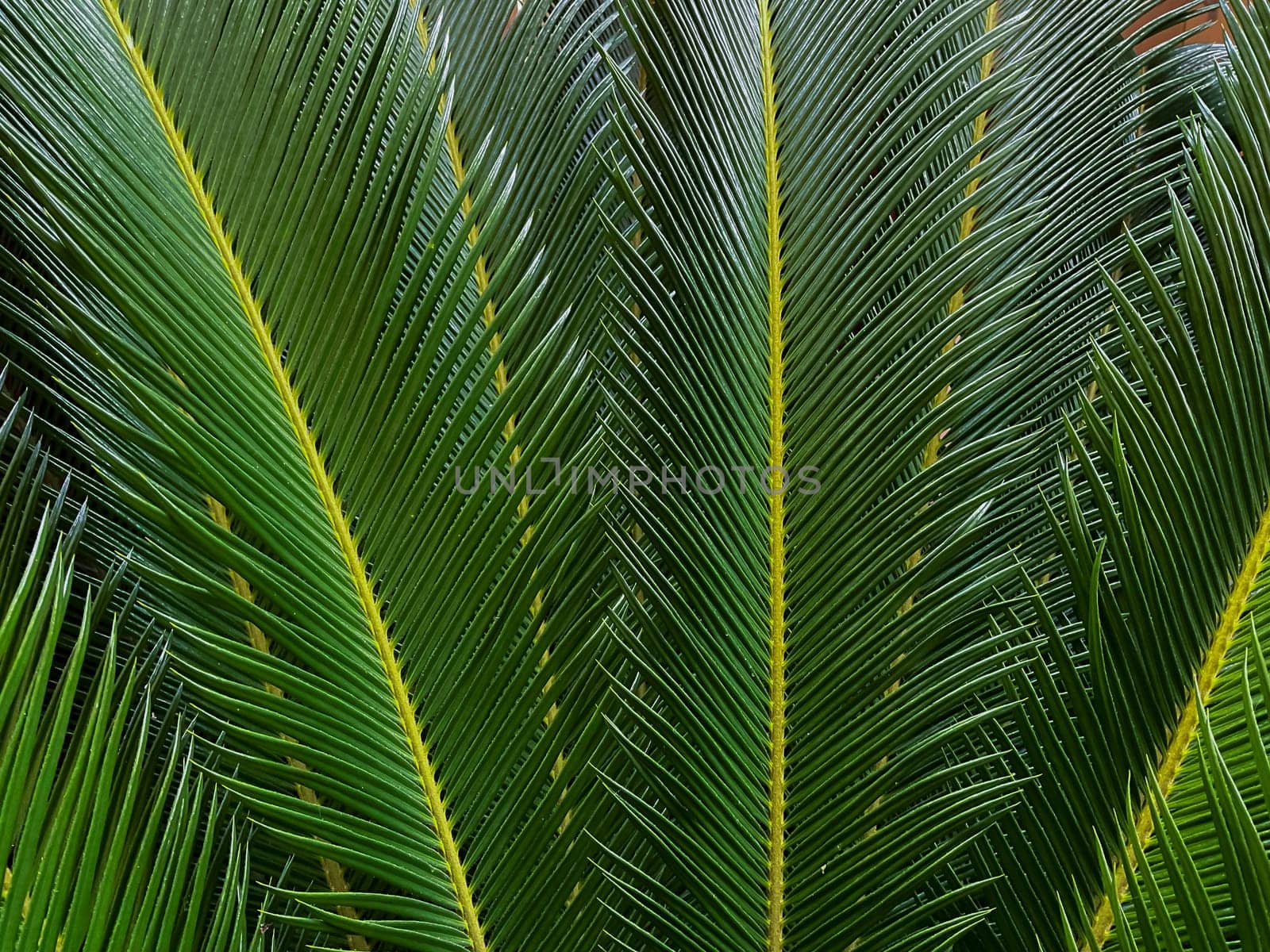 Close up of a green palm leaf. Natural background and texture. High quality photo