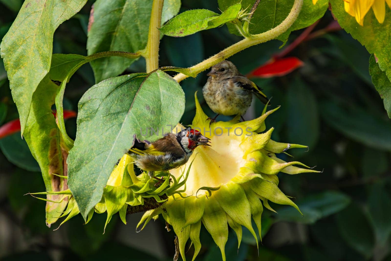 Close up of goldfinch on sunflower eating seeds in autumn