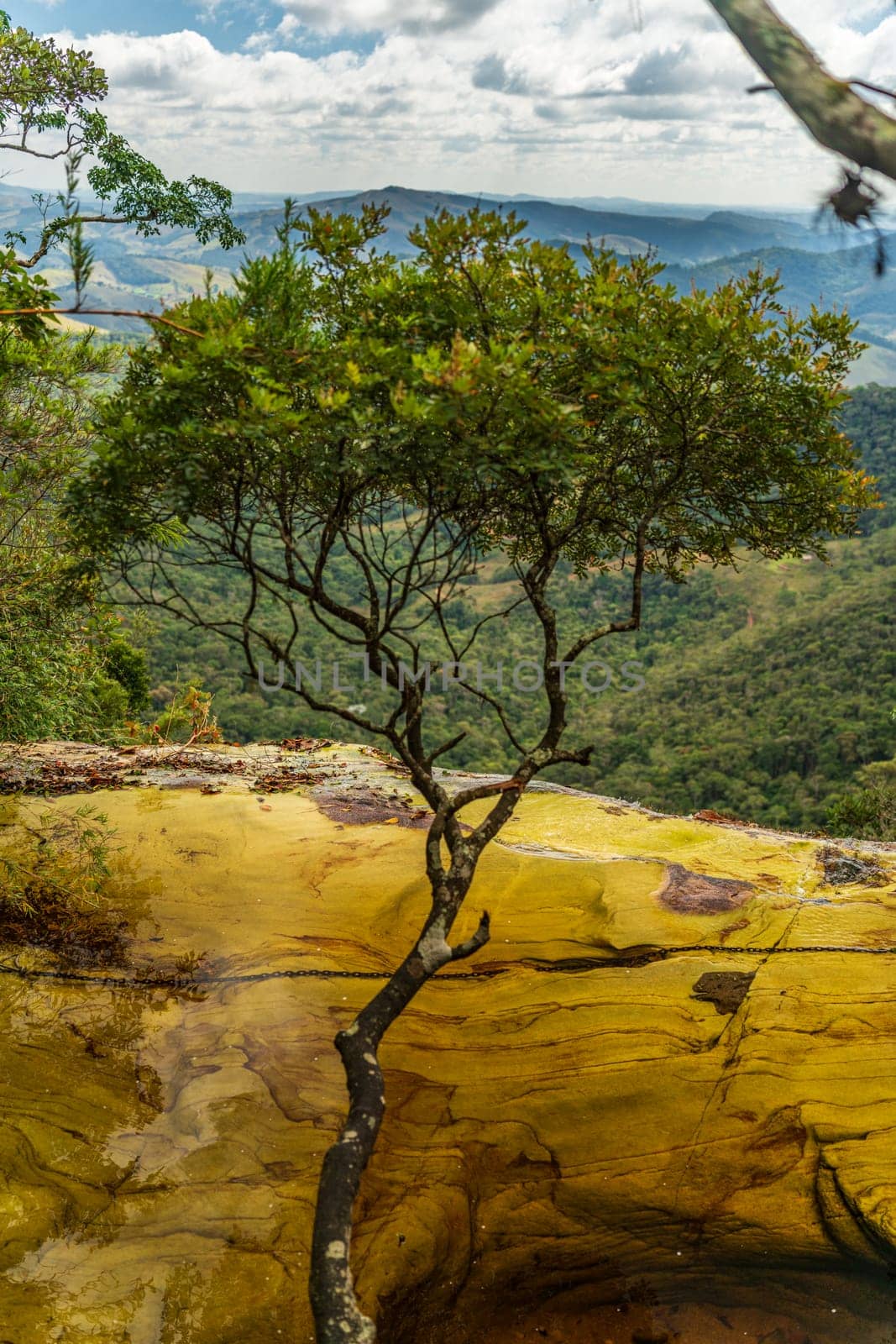 A sturdy tree thrives on a cliff, facing a wide forested valley.