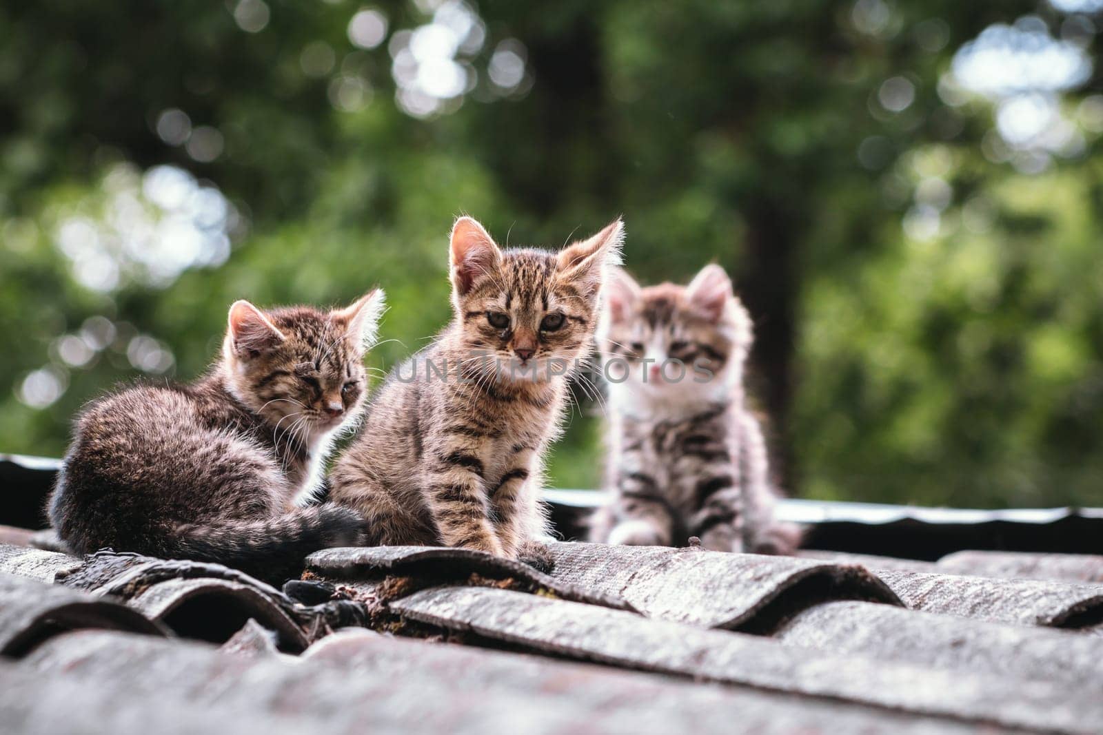 Beautiful abandoned kitten living in ruined slum looking at camera curiously. Homeless little kittens with striped coloring sit on a rooftop sun day