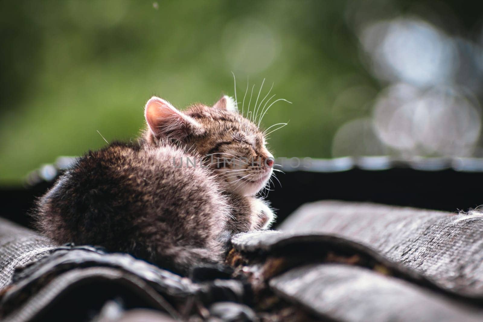 Beautiful abandoned kitten living in ruined slum looking at camera curiously. Homeless little kittens with striped coloring sit on a rooftop sun day