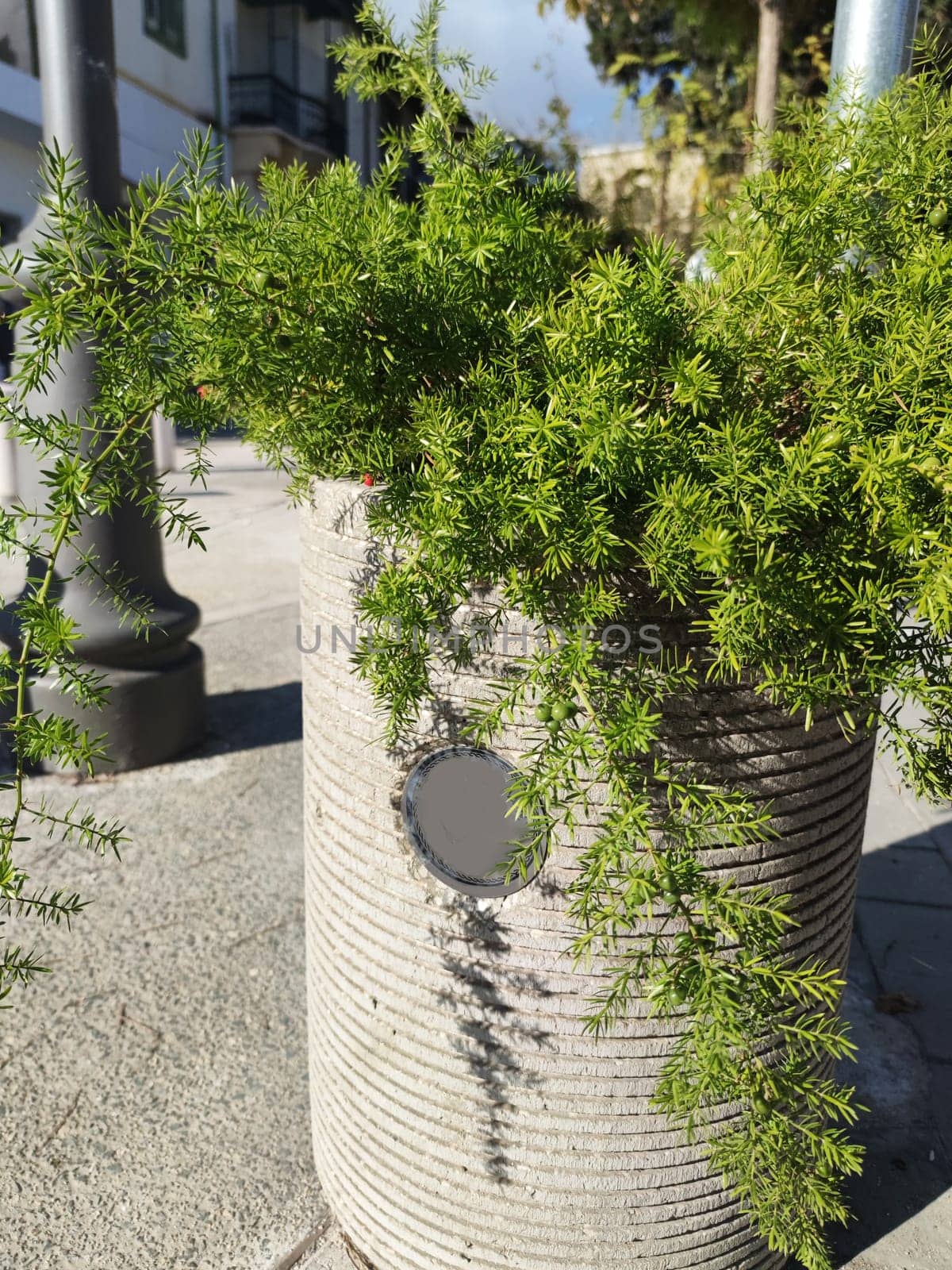 asparagus in stone outdoor flowerpot in sunlight by Annado