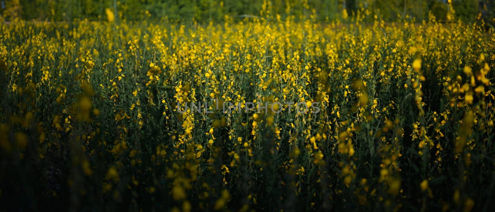 Yellow flowers of Crotalaria juncea (sunn hemp) blooming in fields for soil improvement at sunset.