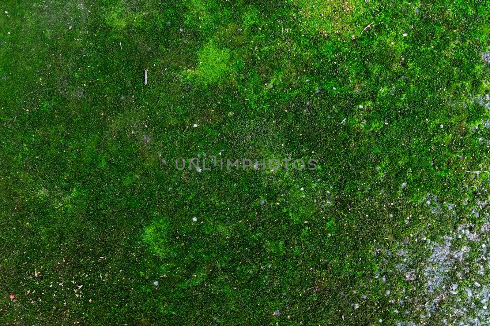 Green moss grows on a concrete road. Natural background of green moss.