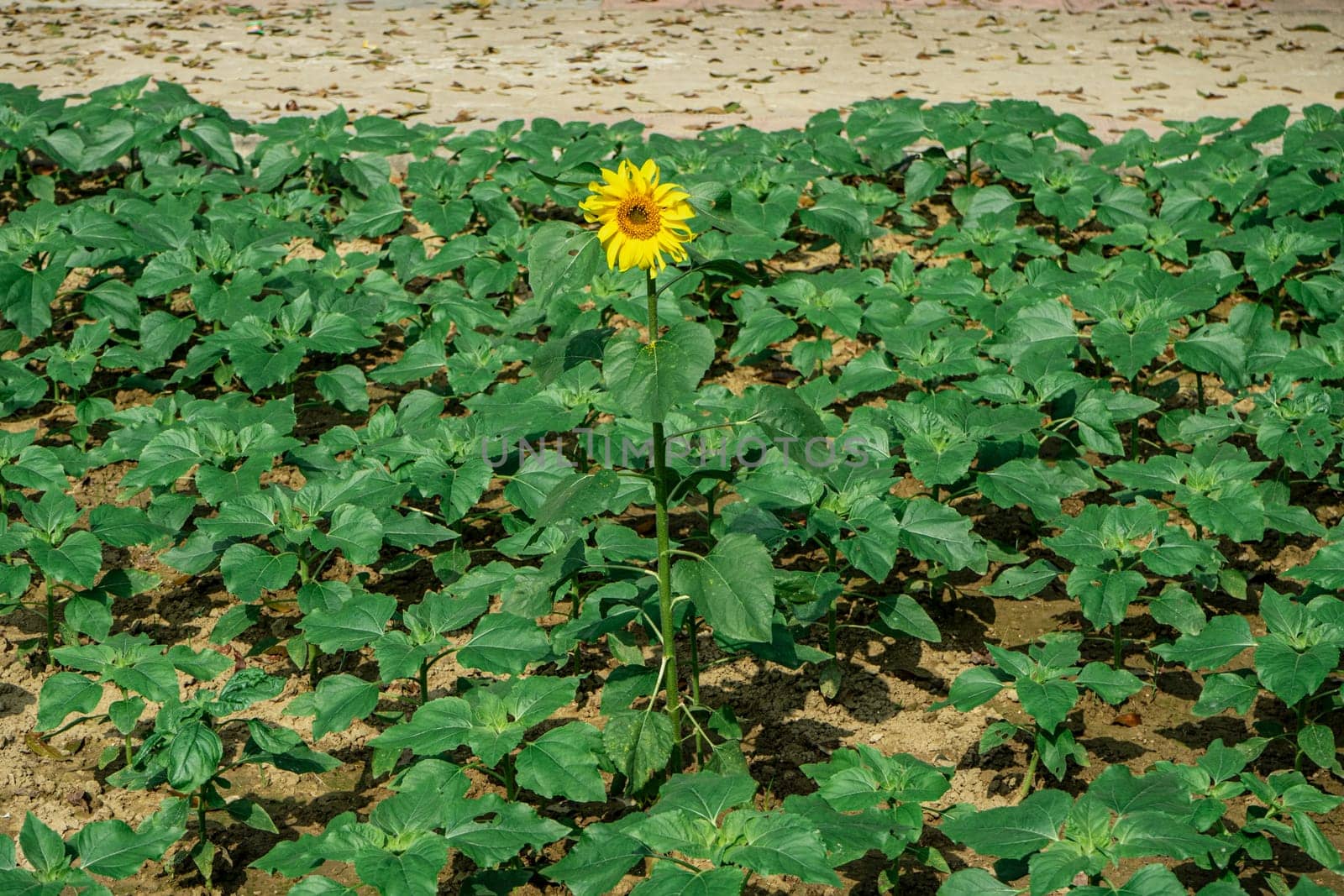 one sunflower flower among greenery