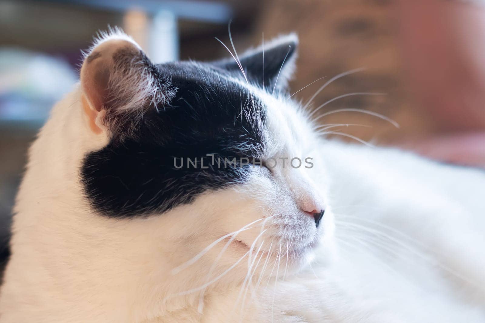 Black and white cat at home close up portrait