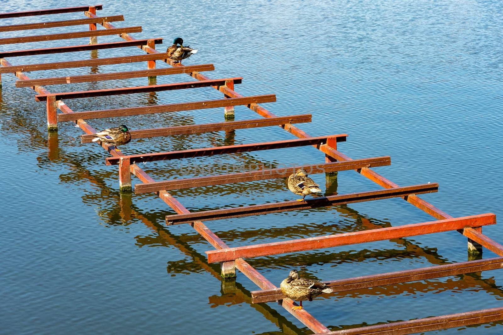 Wild ducks sit on a metal structure on a lake.