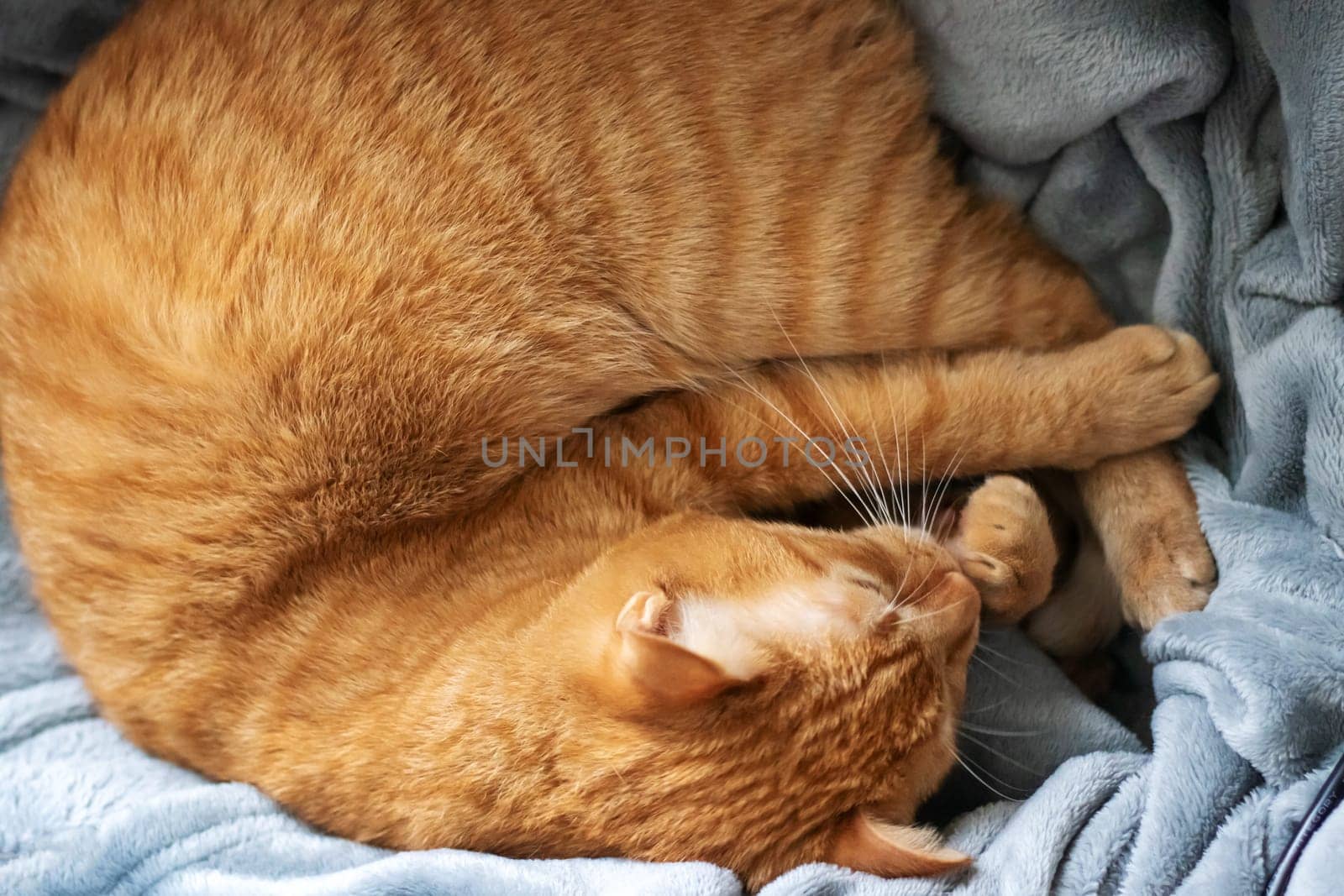 Ginger cat curled up in a ball and sleeps by Vera1703