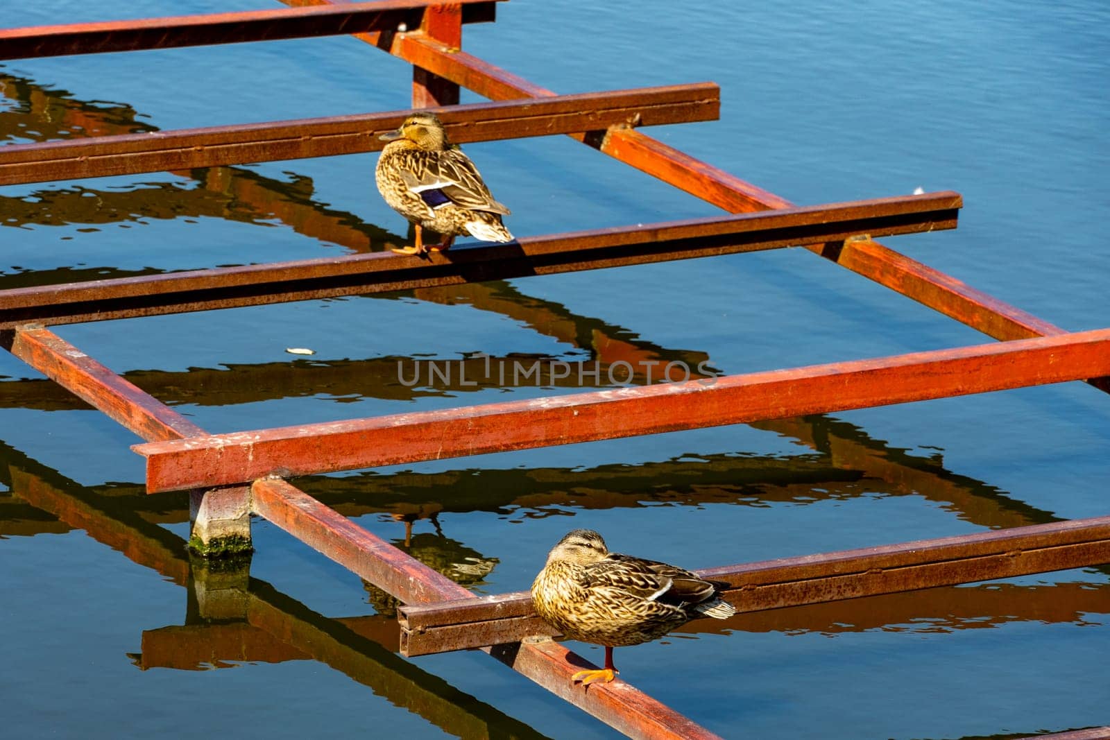 Two wild ducks are basking in the summer sun by Serhii_Voroshchuk