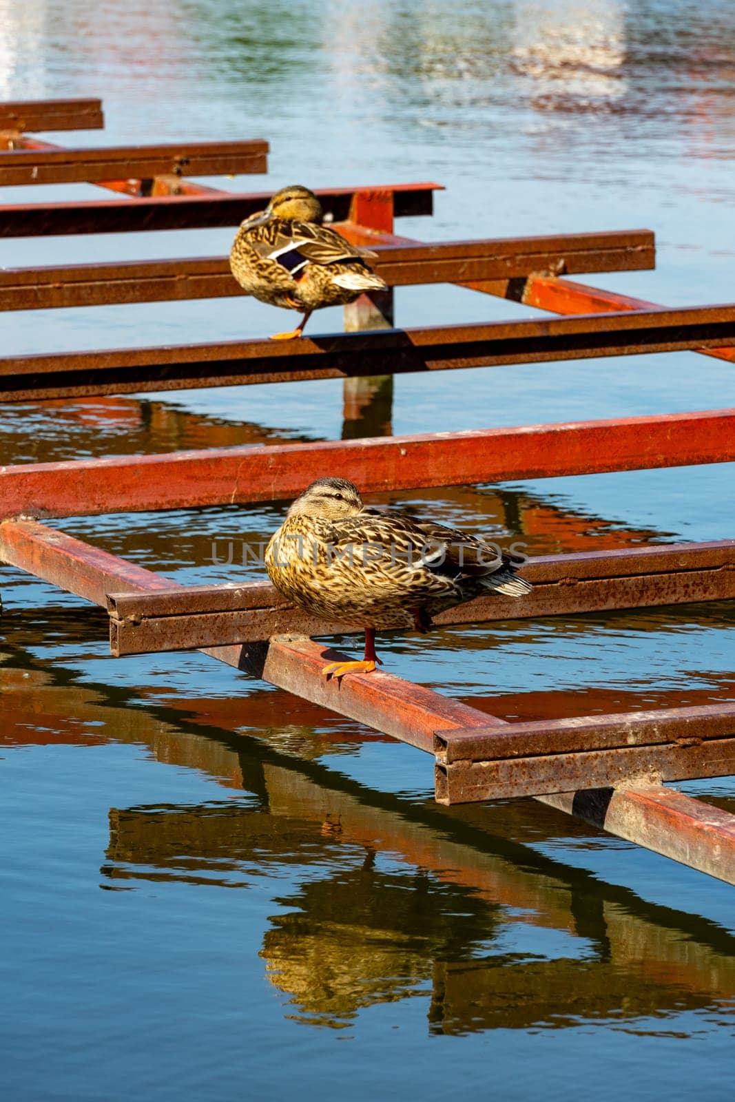 Wild ducks bask in the summer sun. The life of wild ducks next to humans..