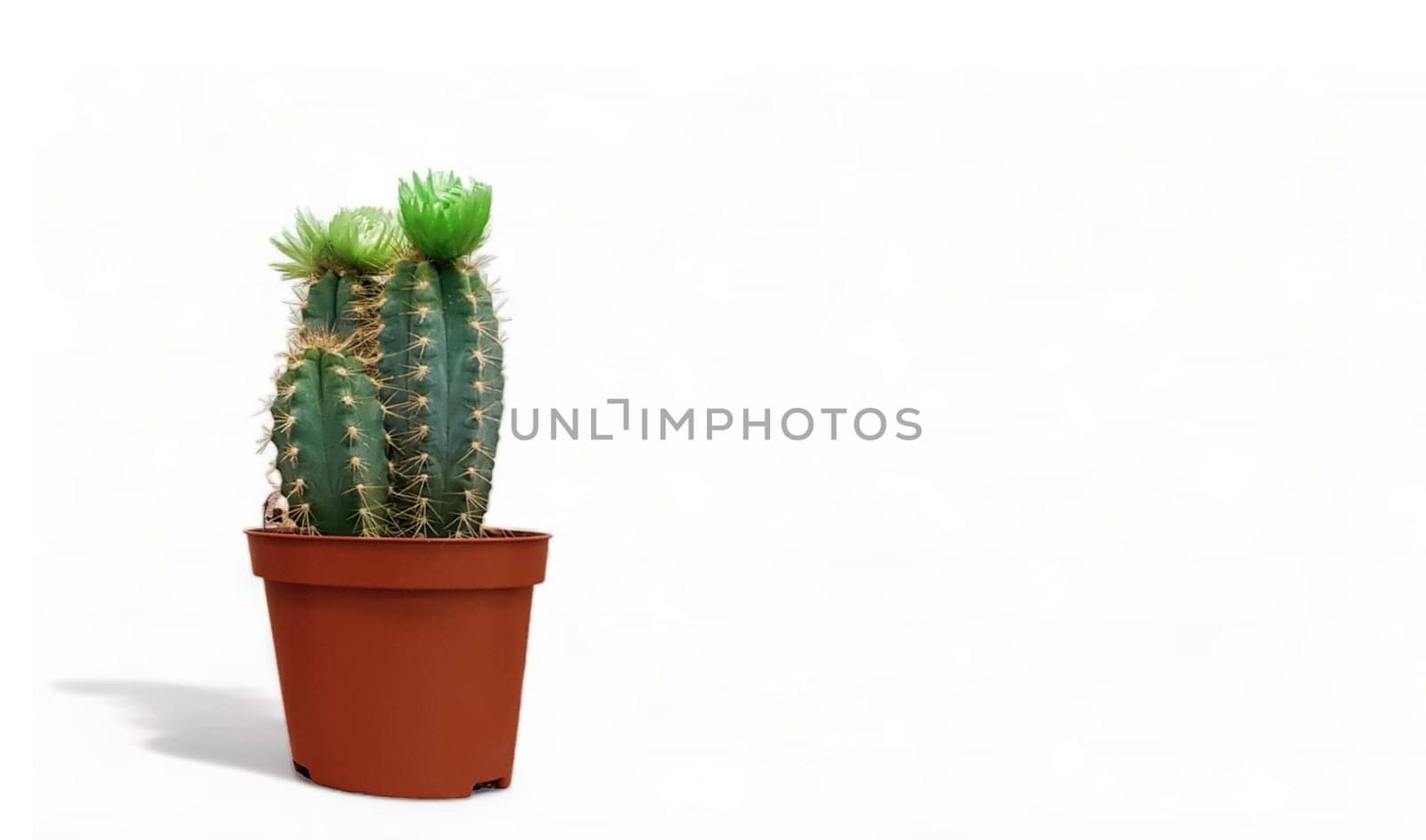 Small indoor cactus plant in a pot isolated on a white background front view. Natural nice green cactus flower with sharp white spines