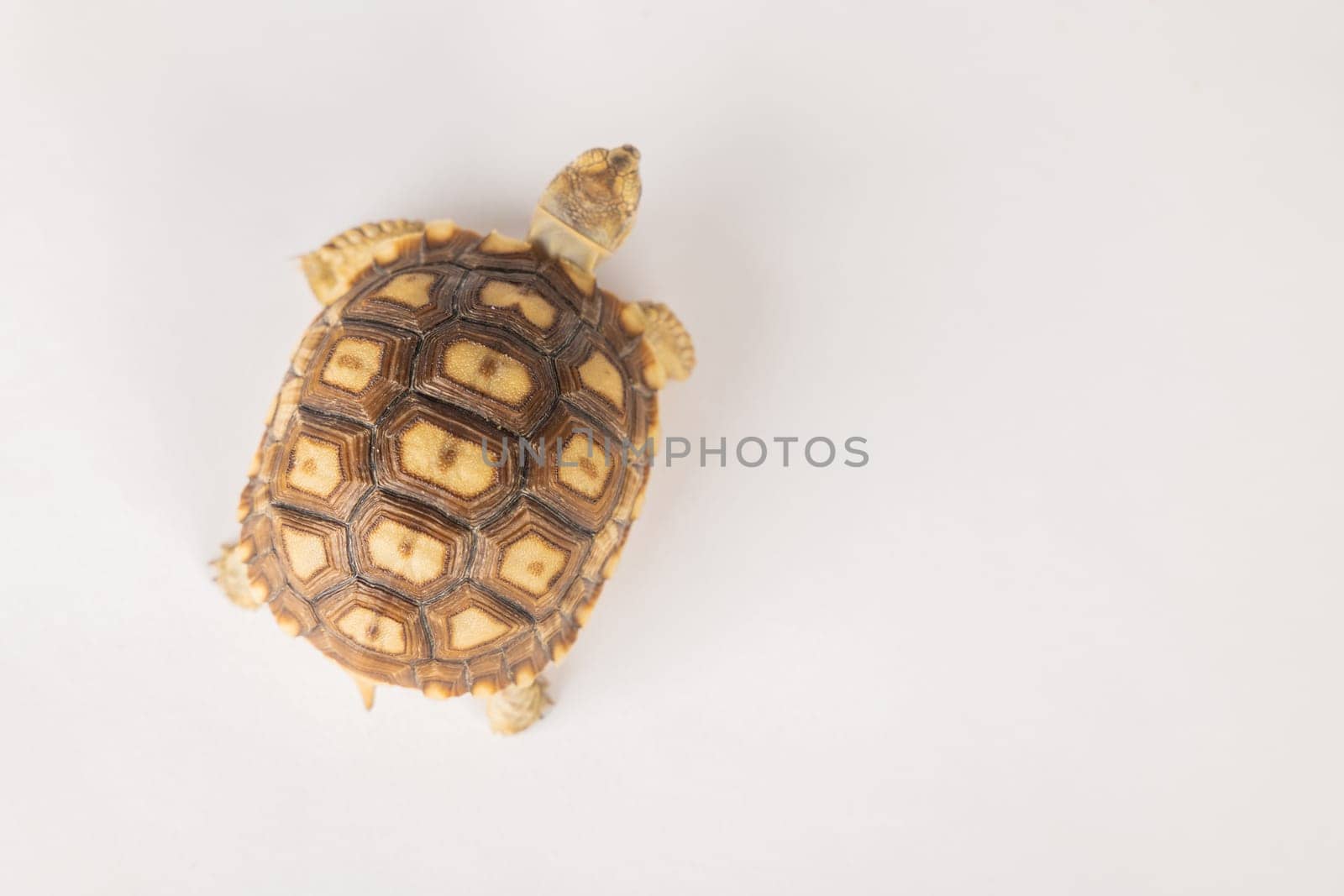An isolated portrait of the sulcata tortoise, a patient and cute African reptile, highlights the beauty of its unique design and pattern against a white background.