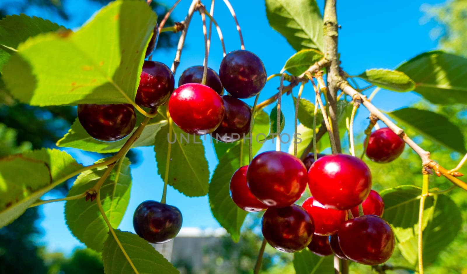 Red and sweet cherries on a branch just before harvest in early summer. High quality photo