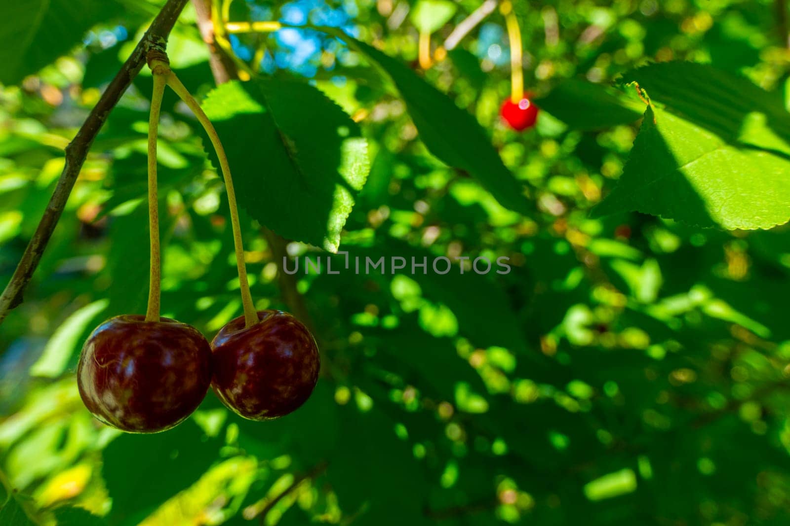 Red and sweet cherries on a branch just before harvest in early summer. High quality photo