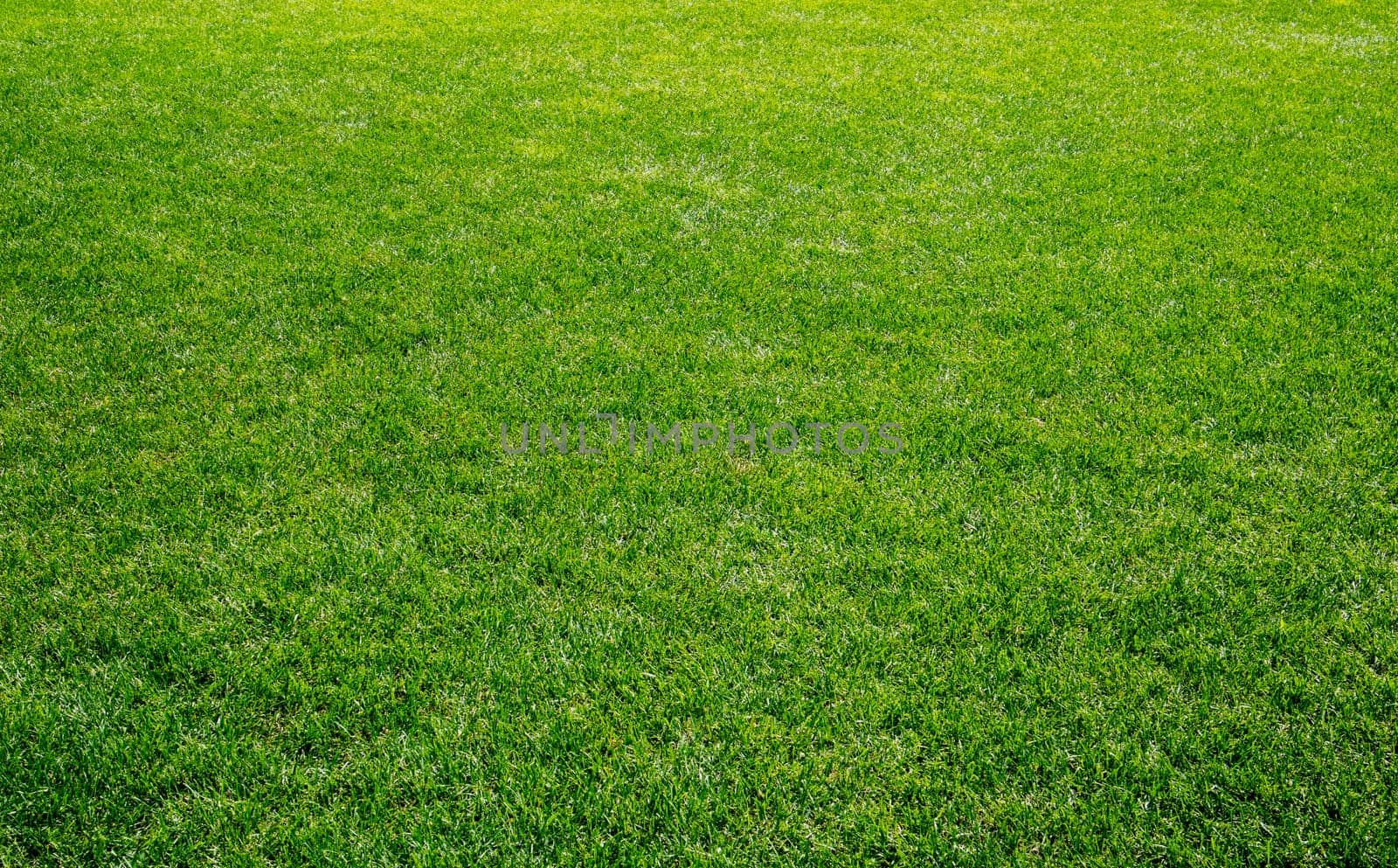 Smooth green grass, well-groomed lawn on a sunny day. Natural background of yellow-green grass in the sun. Stadium grass. Top view of garden background, bright grass concept, lawn for sports field. by Roshchyn