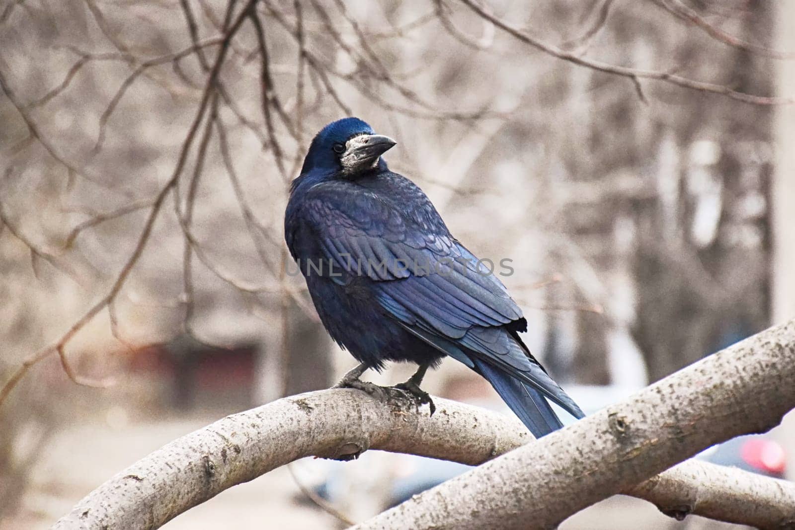 Common raven sitting on mossed branch in autumn nature