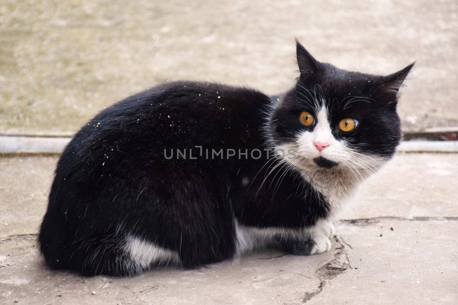 Funny large longhair gray kitten with beautiful big green eyes lying on white table. Lovely fluffy cat licking lips. Free space for by IaroslavBrylov