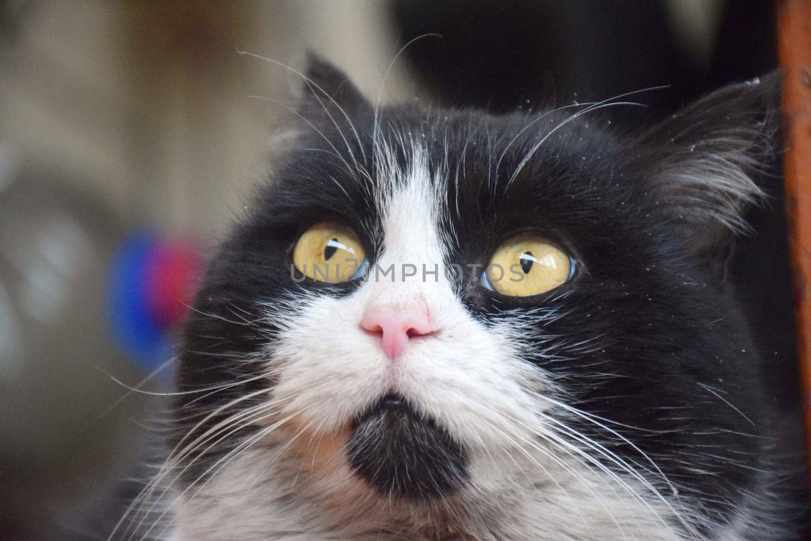 funny british shorthair cat portrait looking shocked or surprised on orange background with copy space