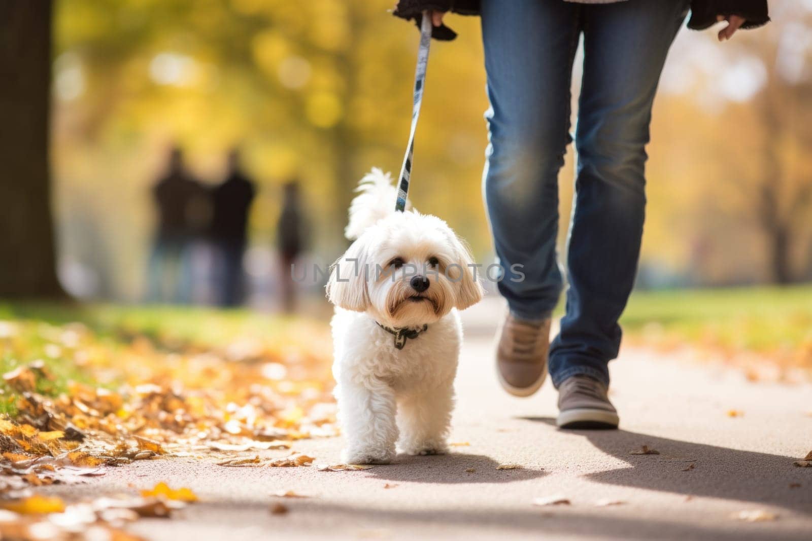 image of a person walking a pet dog in a city park on a sunny autumn day.