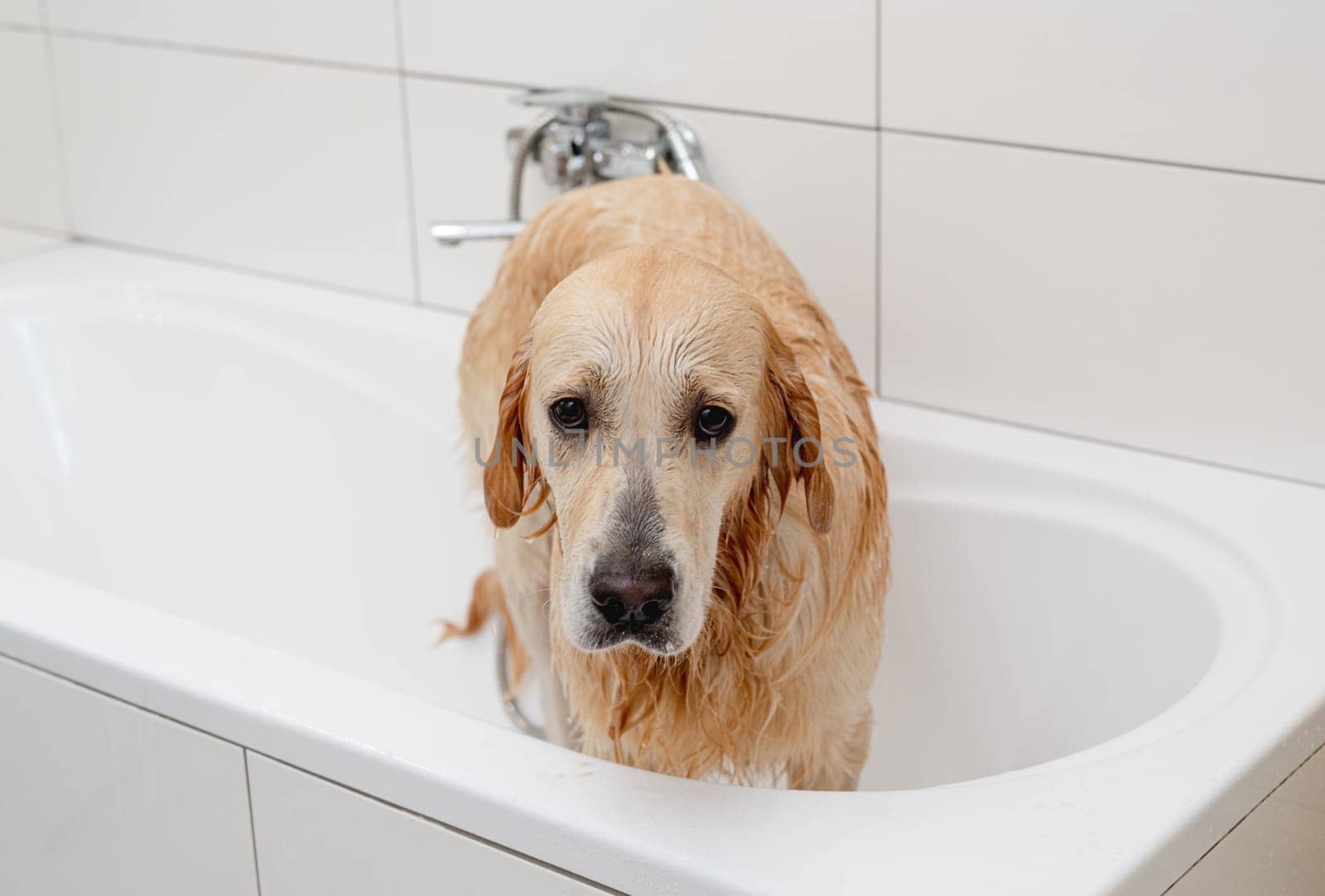 Unhappy Golden Retriever Dog In A White Bathtub Doesn'T Want To Bathe