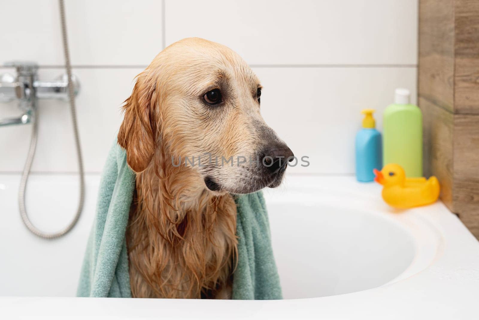 Unhappy Golden Retriever Dog With Towel On Head In White Bathtub, Doesn'T Want To Bathe