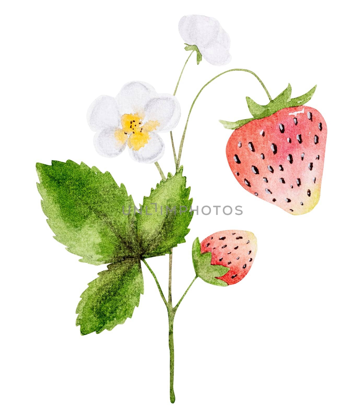 Hand-Drawn Watercolor Illustration Features A Branch With Strawberry Flowers And Berries