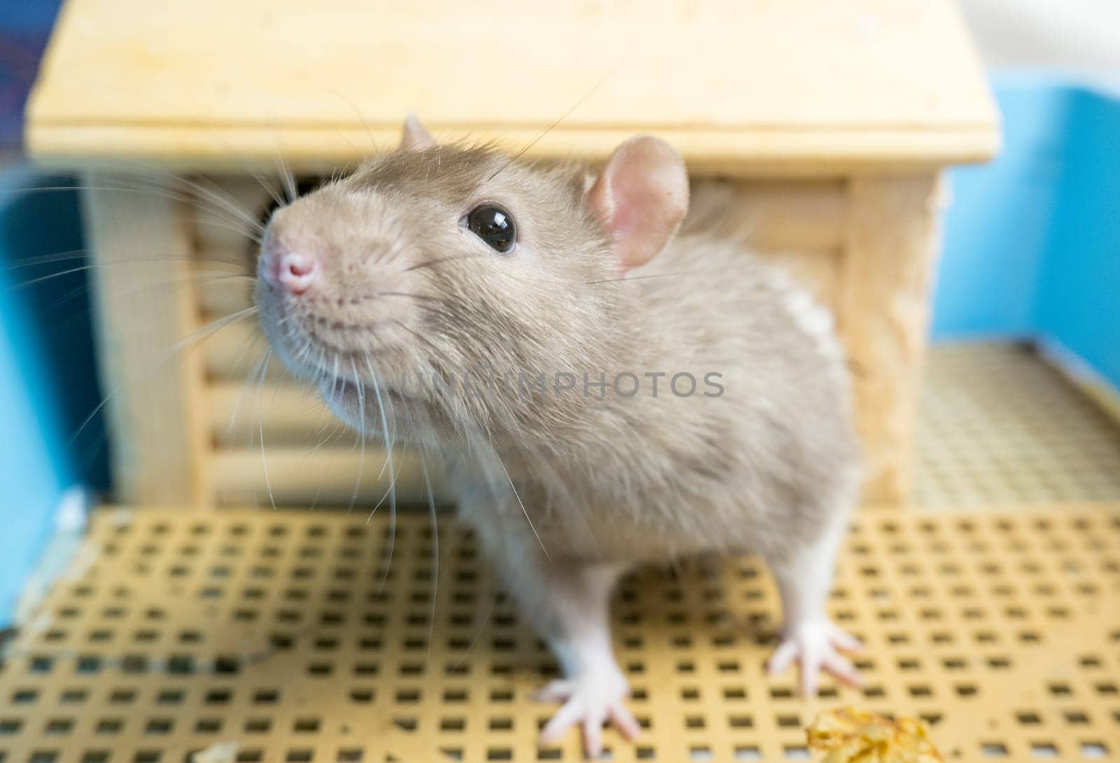 Funny curious white and gray rat peeking out of its cage.
