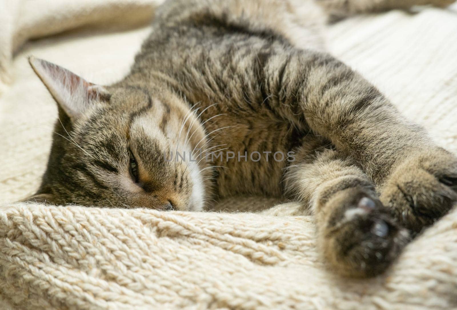 Portrait of a sleeping gray domestic cat on a knitted sweater. The cat lazily dozes by Ekaterina34