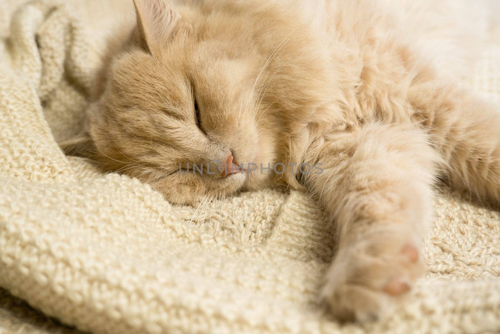 Close-up of a funny ginger cat sleeping on a knitted sweater at home. by Ekaterina34