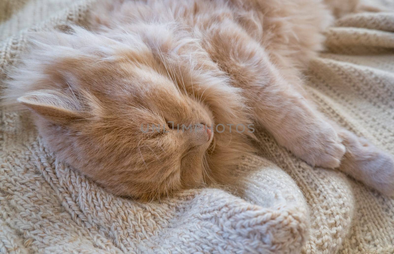 Close-up of a funny ginger cat sleeping on a knitted sweater at home