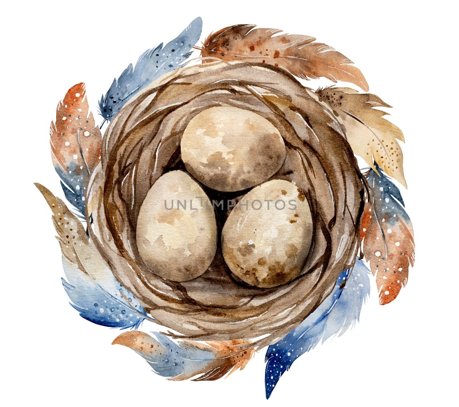 Hand-Painted Watercolor Depicts Nest With Eggs And Beautiful Feathers