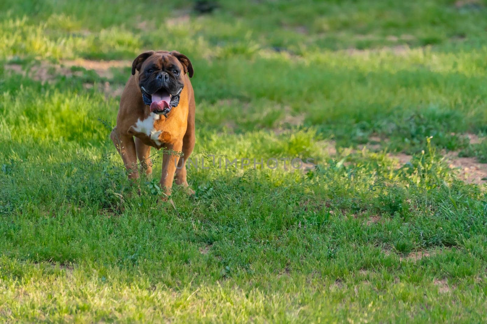 A robust brown dog with a jolly demeanor trots across a lush green field, a red ball gripped firmly in its mouth, showcasing a moment of play and contentment