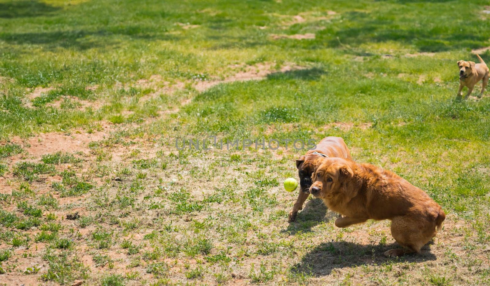 A reddish-brown dog is captured in a dynamic stance, eyes locked on a tennis ball mid-bounce. In the background, a second, lighter-colored dog approaches, adding depth to this playful outdoor scene