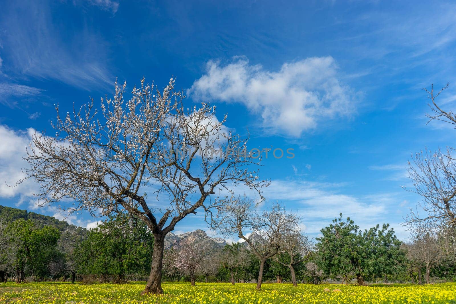 Delicate almond blossoms adorn the branches of a tree, standing tall amidst a field carpeted with yellow wildflowers. The striking contrast of the blooming tree against the vibrant blue sky, interspersed with wispy clouds, captures the essence of spring in the Mediterranean.