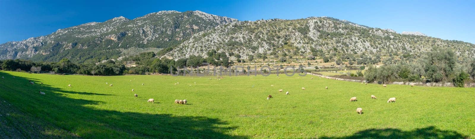 Lush green meadows of Orient, Mallorca unfold beneath a majestic mountain range, dotted with grazing sheep under the Mediterranean sun. The rural landscape, partitioned by stone walls, exudes a sense of peace and timelessness, embodying the essence of pastoral life