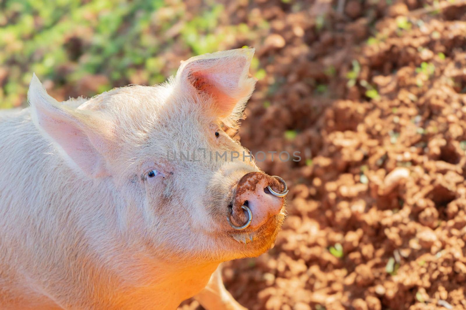 A close-up view captures the gentle gaze of a pink pig enjoying the warm sunlight, with a backdrop of rich, textured earth adding depth to the pastoral scene