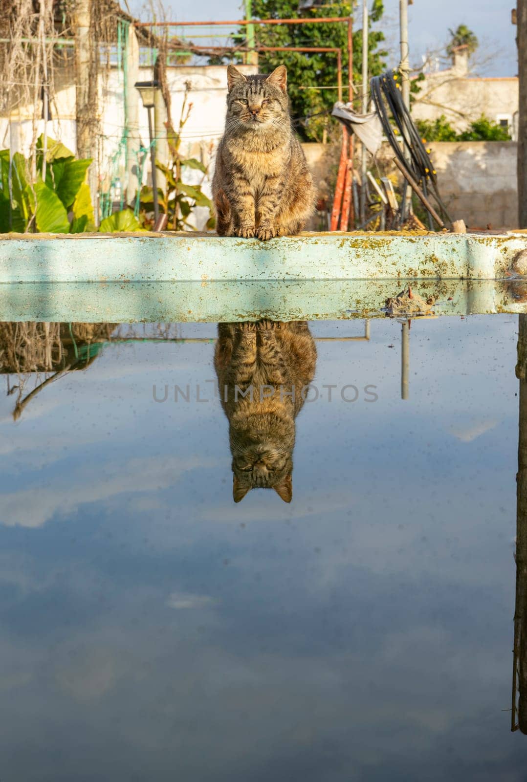 A contemplative cat sits atop a weathered beam, mirrored perfectly in the still water below. The backdrop of a rustic setting adds to the scene's serene charm, as the cat's eyes hold a watchful stillness