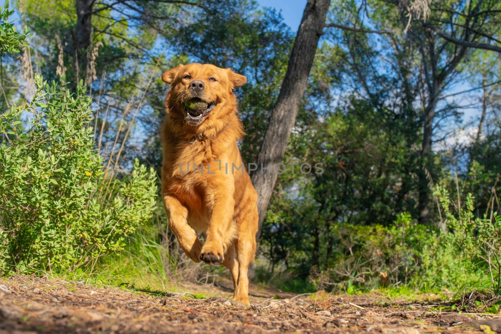 An exuberant golden dog bounds toward the viewer, a tennis ball clutched in its mouth against a backdrop of vibrant forest under sunny skies. Its expression is one of pure delight, embodying the carefree spirit of a playful afternoon