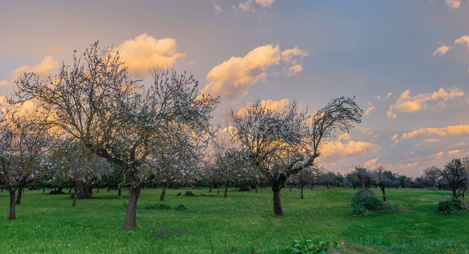 As the sun sets, a serene orchard comes to life with the soft glow of twilight. Blossoming trees stand proudly in the lush grass, while a painted sky of orange and blue adds a tranquil backdrop.