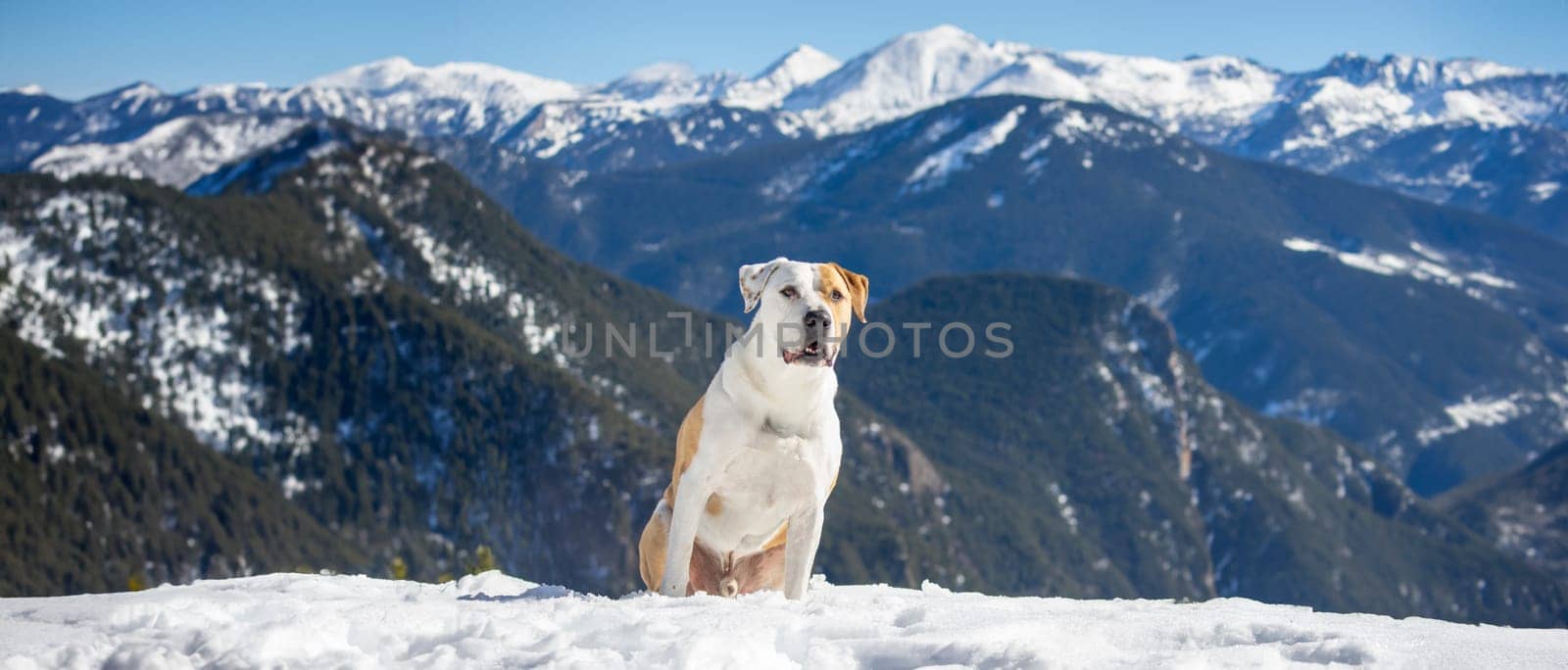 Alpine Guardian: Stoic Dog Amidst the Snowy Peaks by Juanjo39