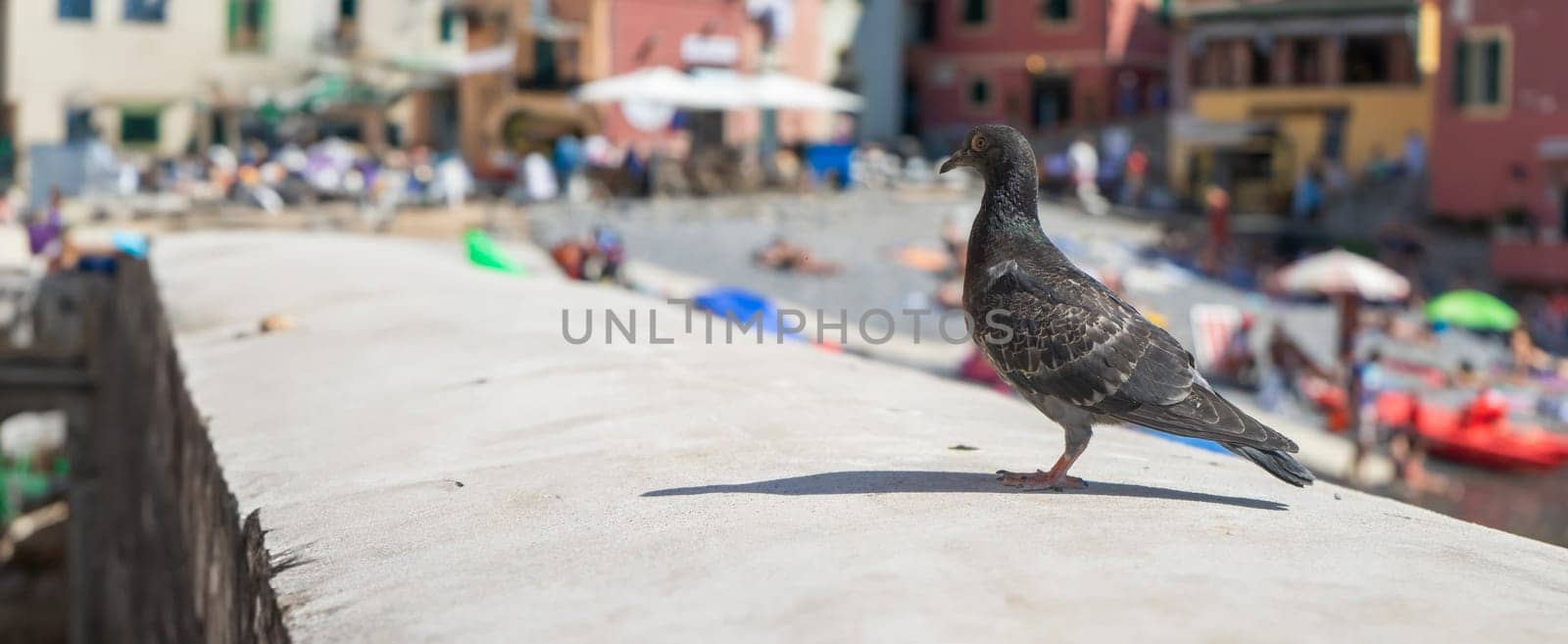 A lone pigeon commands the foreground, gazing across a sun-drenched piazza with blurred beachgoers and colorful buildings. The bird's sharp silhouette contrasts the lively summer backdrop, offering a unique perspective on the bustling coastal town life.