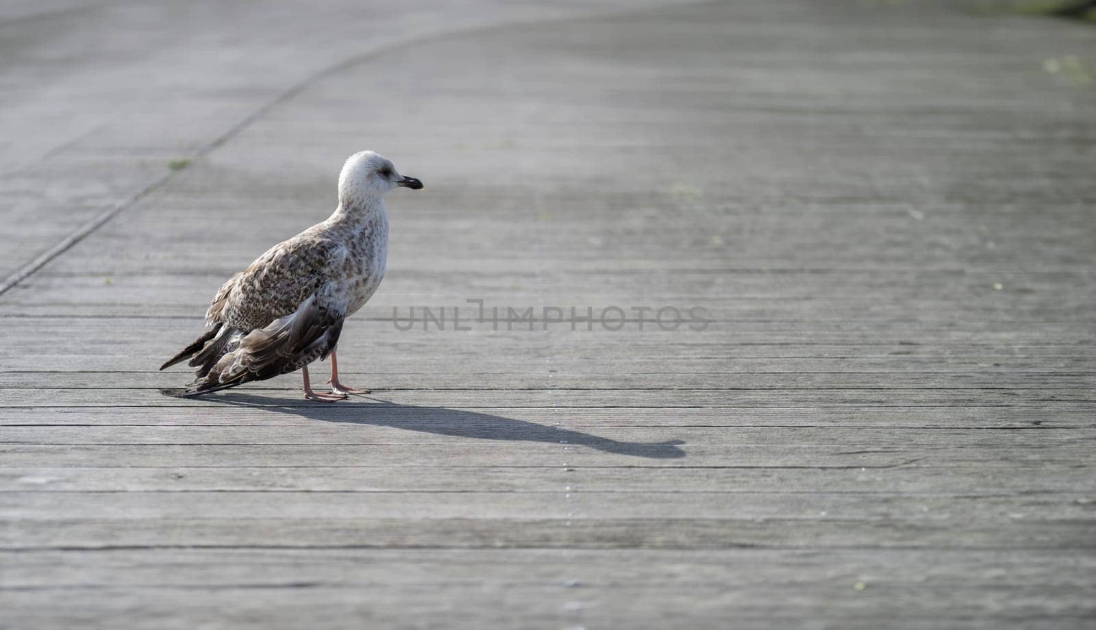 Solitary Seagull's Stroll by Juanjo39