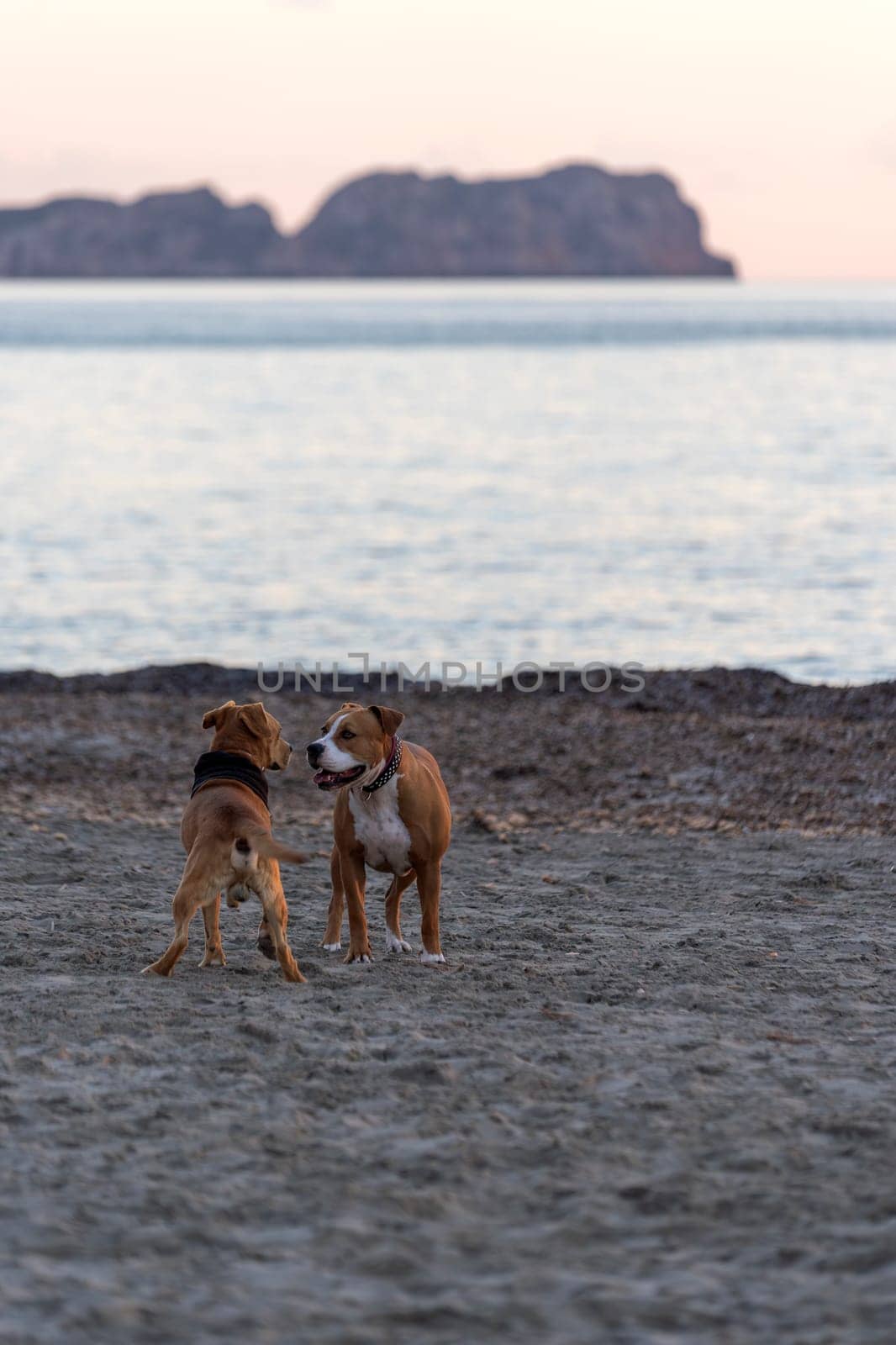 On a serene beach at dusk, two dogs share a moment of companionship with a majestic island silhouette in the background. The calm sea reflects the fading light, enhancing this peaceful encounter