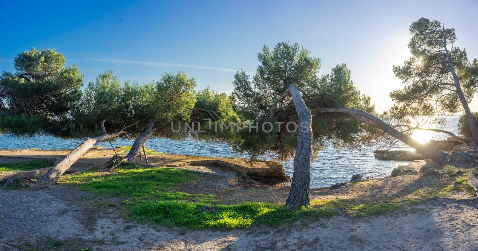 The setting sun casts a warm glow on a grove of leaning pine trees by the sea, their trunks curving towards the light in a picturesque dance with the elements