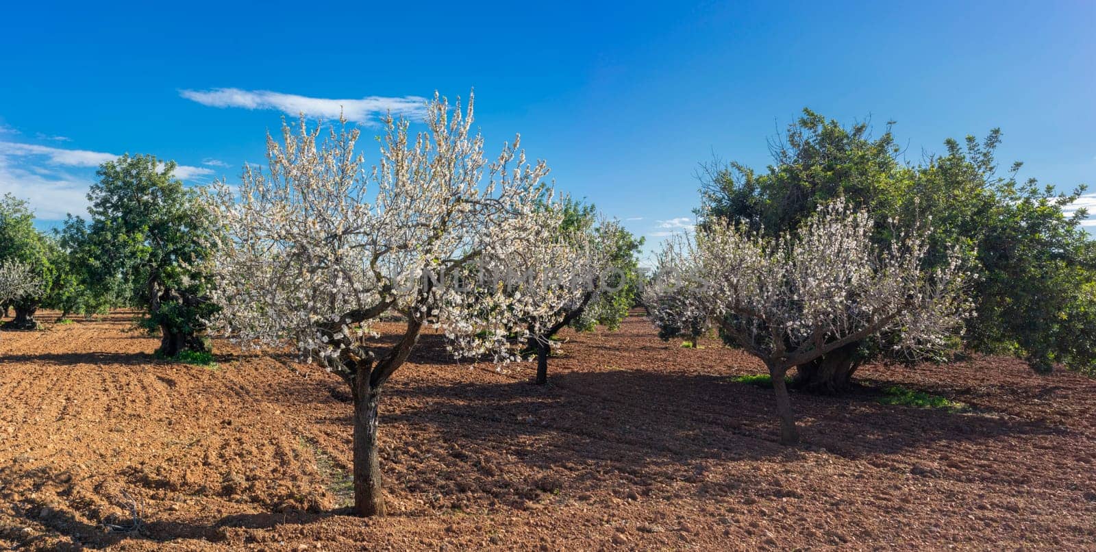 Blossom Enchantment in the Orchard by Juanjo39